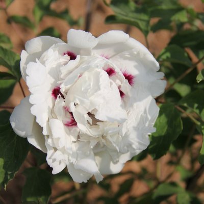 Paeonia rockii-flare Touch of Purple (Jing Xue Juan), Buskpion