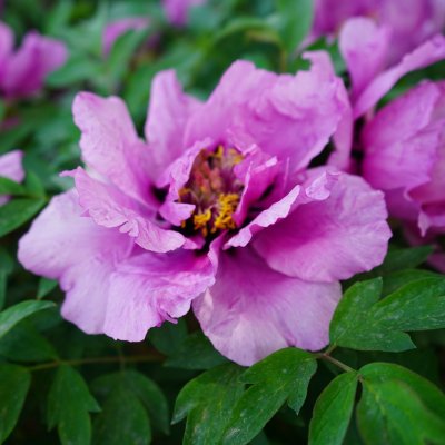 Paeonia rockii-flare Vintage (Jing He Lan), Buskpion