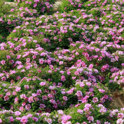 Paeonia rockii-flare Vintage (Jing He Lan), Buskpion