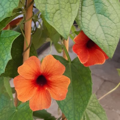 Thunbergia alata Svartöga Gul/Orange