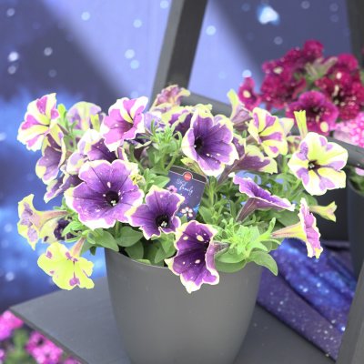Petunia x hybrida Bonnie Blueberry Sky