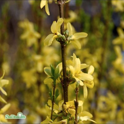 Forsythia x intermedia Lynwood, Hybridforsythia, 40-60 C3