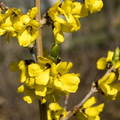 Forsythia ovata Tetragold, Tidig Forsythia