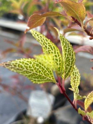 Forsythia viridissima Kumson, Grön forsythia