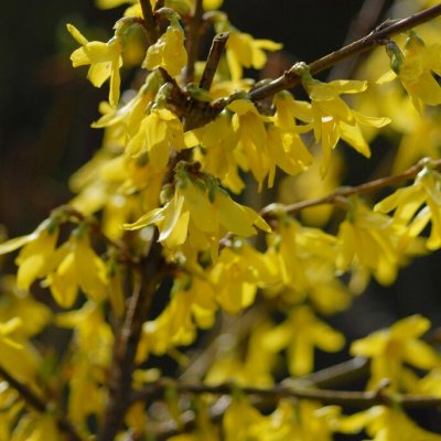 Forsythia x intermedia Maluch