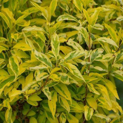 Forsythia x intermedia Golden Times, Hybridforsythia, 40-50 C3