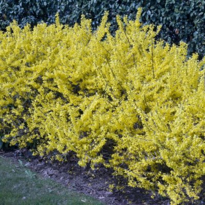 Forsythia x intermedia Marée d´Or ®, Hybridforsythia