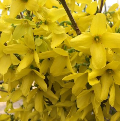 Forsythia x intermedia Week-End ® (Courtalyn), Forsythia, C4