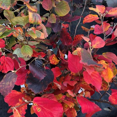 Fothergilla gardenii Blue Mist, Liten Häxal