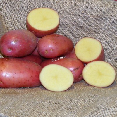 Sättpotatis, 'Foxton', 1 kg, Ekologisk