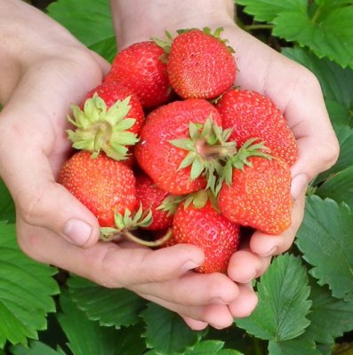 Fragaria ananassa Evie 2, Jordgubbe, P9cm