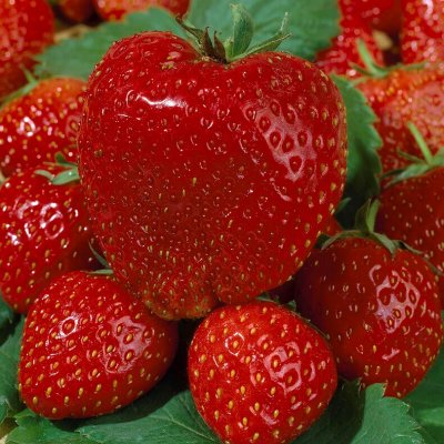 Fragaria x ananassa Maxim, Jordgubbe, P9cm