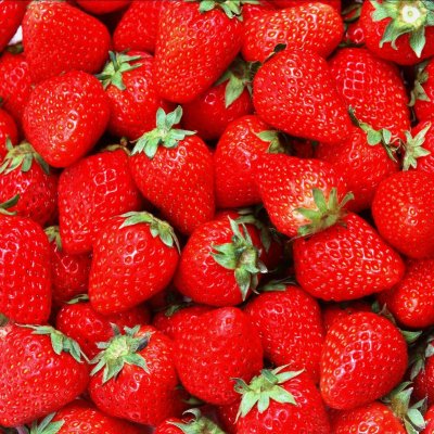 Fragaria ananassa Polka, Jordgubbe, C11cm