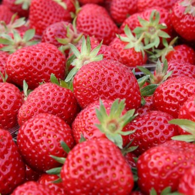 Fragaria ananassa Senga Sengana, Jordgubbe, C11cm