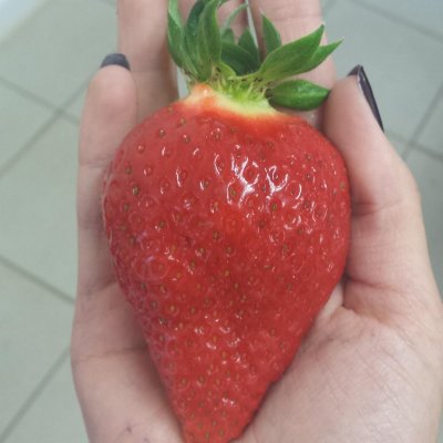 Fragaria ananassa Sweet Colossus ®, Jordgubbe, C13cm
