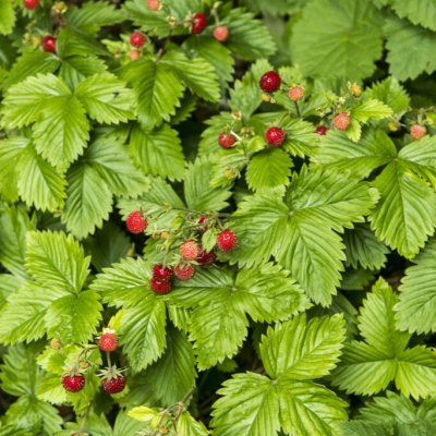Fragaria vesca