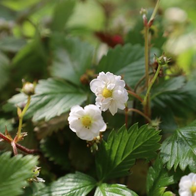Fragaria vesca Plena, Smultron, P9cm