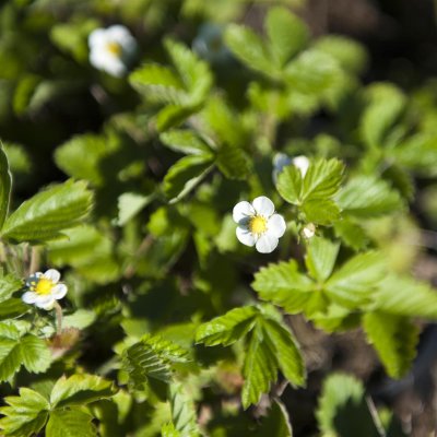 Fragaria vesca Rügen, Smultron, C11cm