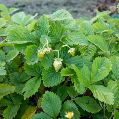 Fragaria vesca Yellow Wonder, Gul Smultron, C10,5cm