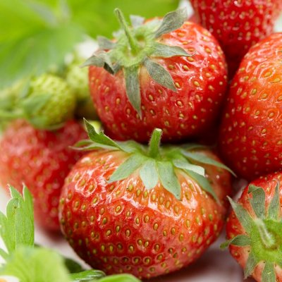 Fragaria x ananassa Elvira, Jordgubbe, P9cm