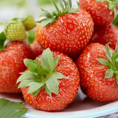 Fragaria x ananassa Sonata, Jordgubbe, P9cm