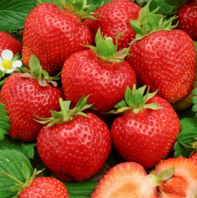 Fragaria x ananassa Symphony ®, Jordgubbe, P9cm