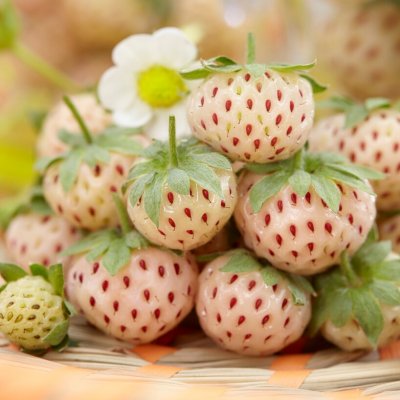 Fragaria x ananassa White Dream (Pineberry ™), Ananasjordgubbe, P9cm