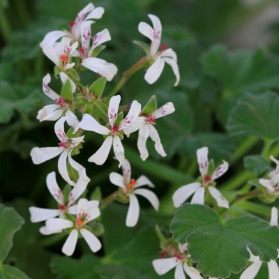 Doftpelargon fragrans, kruka