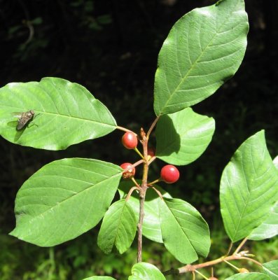 Frangula alnus, Brakved