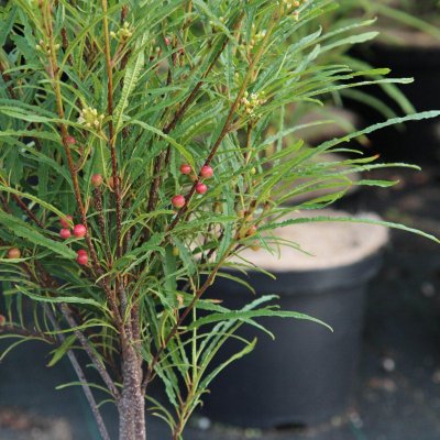 Frangula alnus Ron Williams (Fine Line ®), Brakved, 40-60 C3