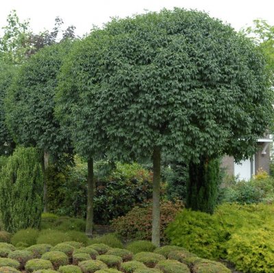 Fraxinus ornus Meczek, Mannaask, 6-8 stam C15