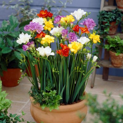 Freesia Dubbel Mix 15st