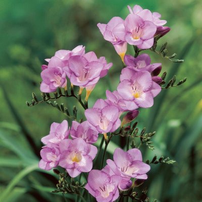 Freesia Enkel Lila 15st