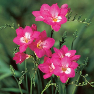 Freesia Enkel Rosa 15st