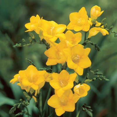 Freesia Enkel Gul 15st