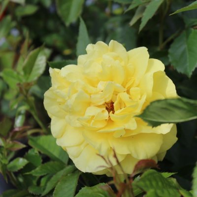 floribunda Sunsprite (Friesia, Korresia), Floribundaros, barrot 1st