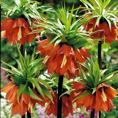 Kejsarkrona Fritillaria imperialis Rubra 3st