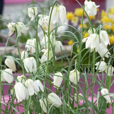 Kungsängslilja Fritillaria meleagris Alba 10st