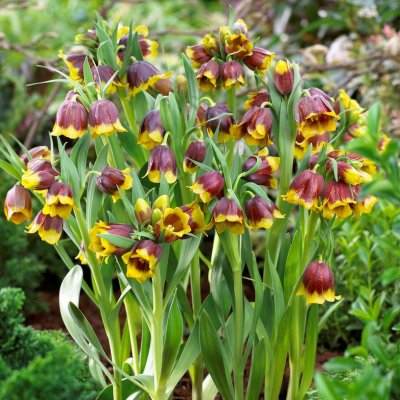 Guldkantad Klocklilja Fritillaria michailovskyi 5st