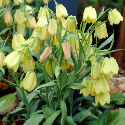 Klocklilja Fritillaria pallidiflora 2st