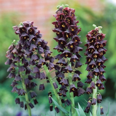 Klocklilja Fritillaria persica 1st