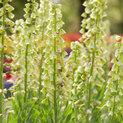 Klocklilja Fritillaria persica Ivory Bells 1st