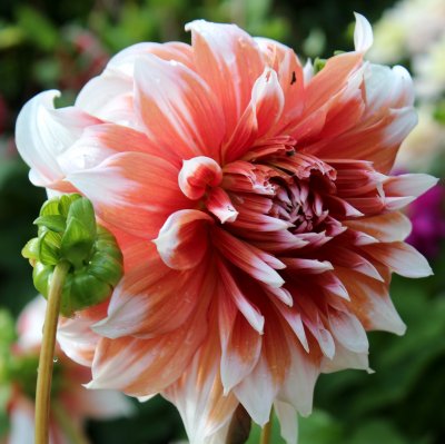 Dahlia Kaktus 'Frost Nip'
