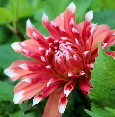Dahlia Kaktus 'Frost Nip'