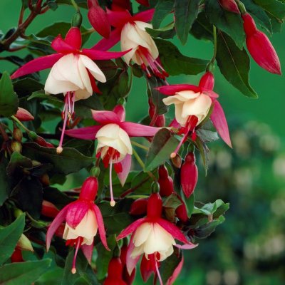 Fuchsia Upprätt, Alice Hoffman