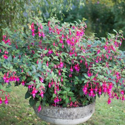 Fuchsia Upprätt, Beacon