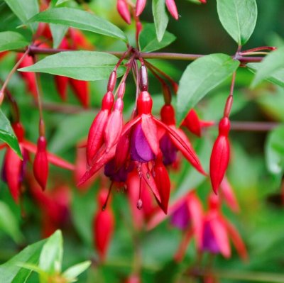 Fuchsia Upprätt, Bernisser 3-pack
