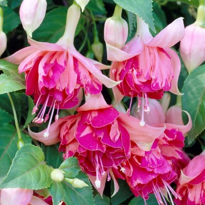 Fuchsia Upprätt, Bicentennial