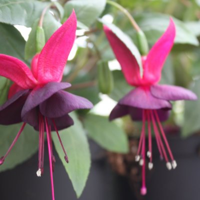 Fuchsia, pluggplanta, Blacky
