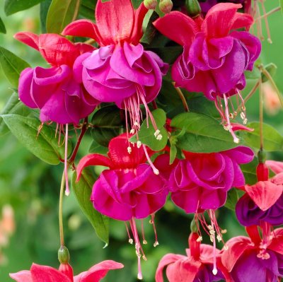 Hängfuchsia, Dark Eyes